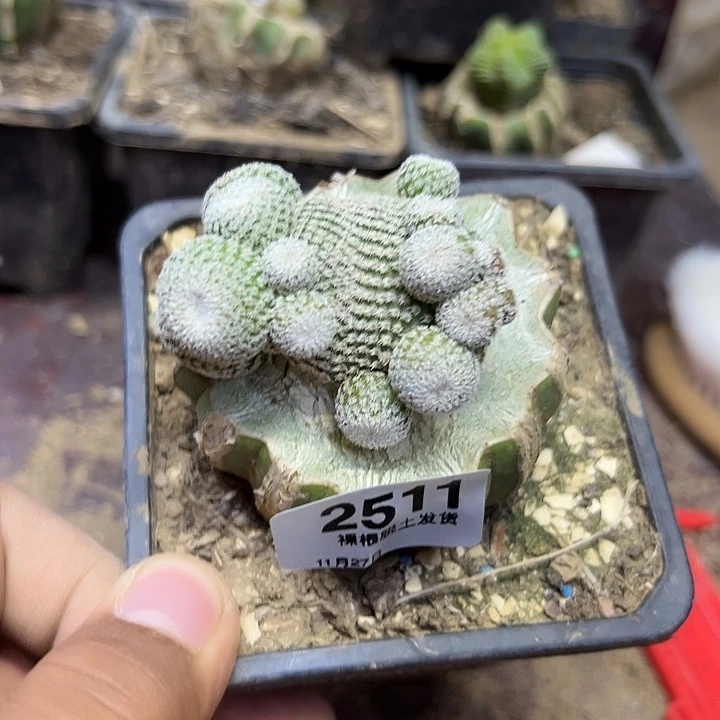 2511号4.5厘米左右草球嫁接