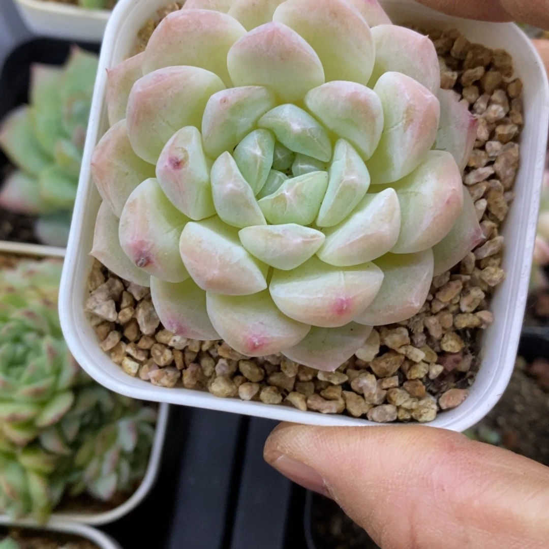 精品多肉一物一拍不包整194
