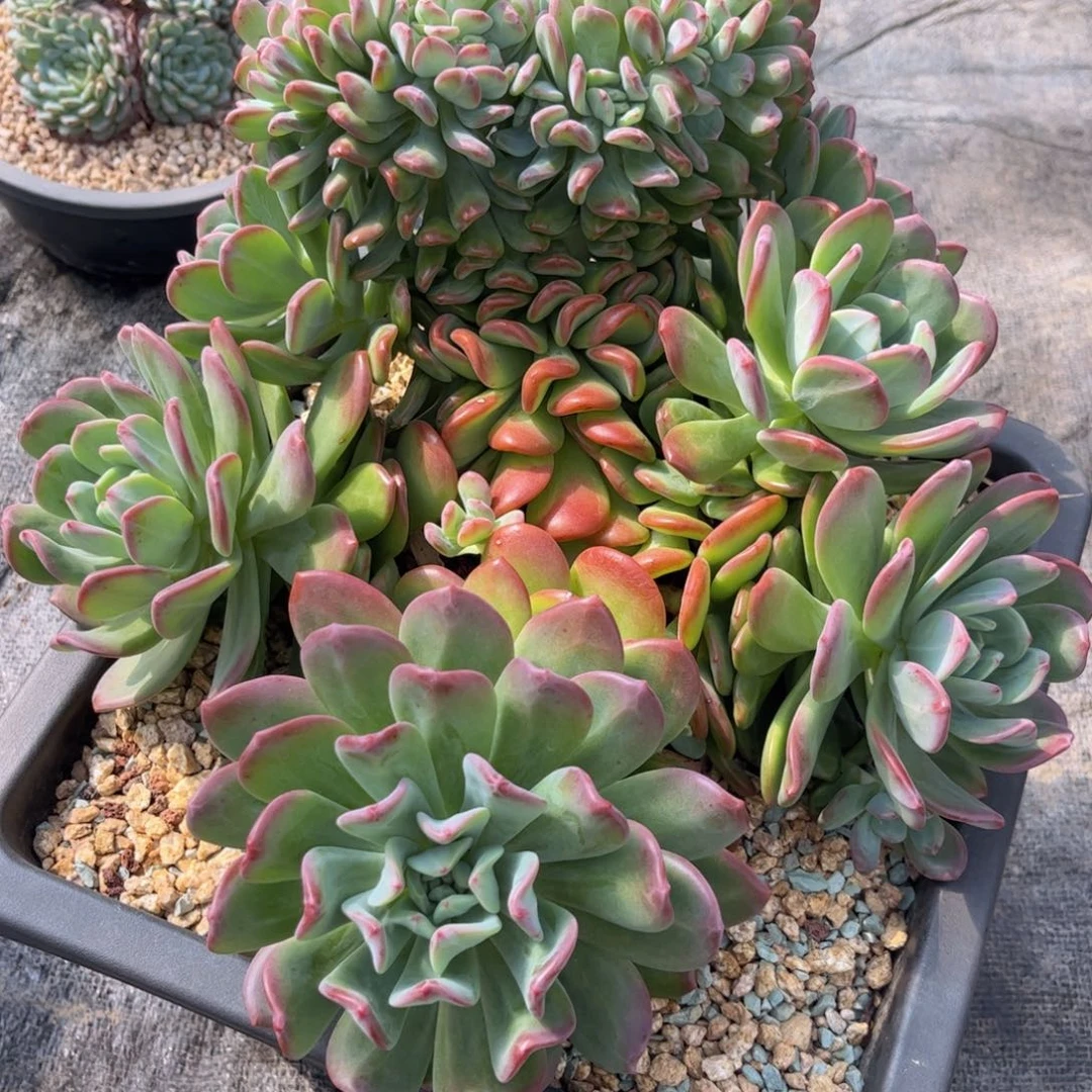 无花朵婷*了友家多肉一物一拍