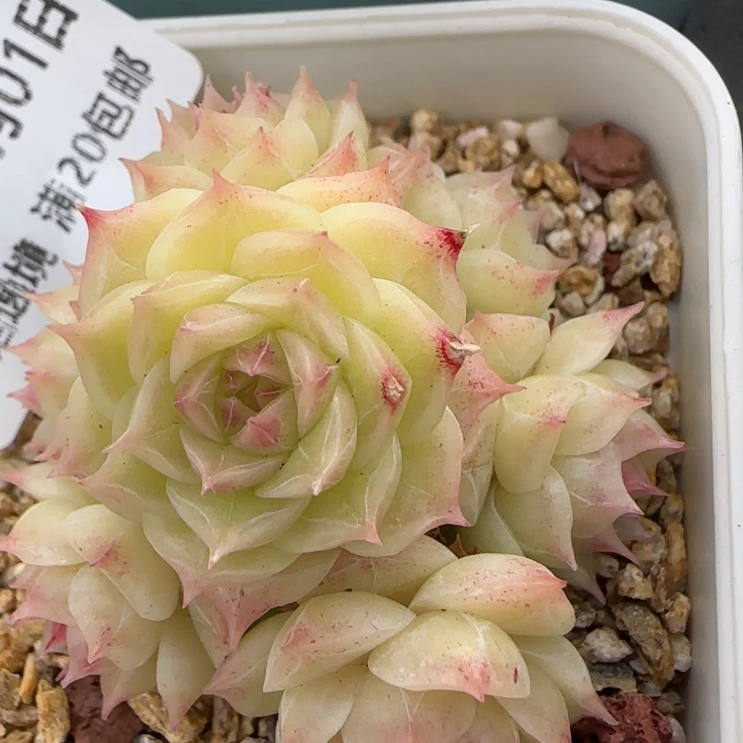 花语逸镜0201-394散