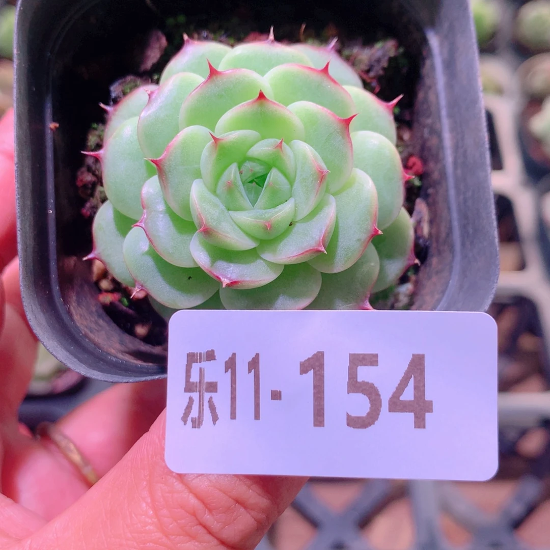 乐然11-154 海王单头