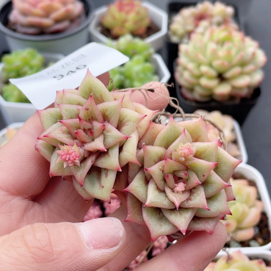 946号糖心冰心珍妮 凸起玛利亚