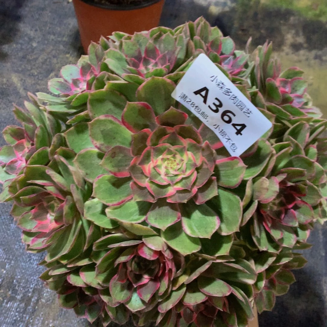 364莲花座888888888