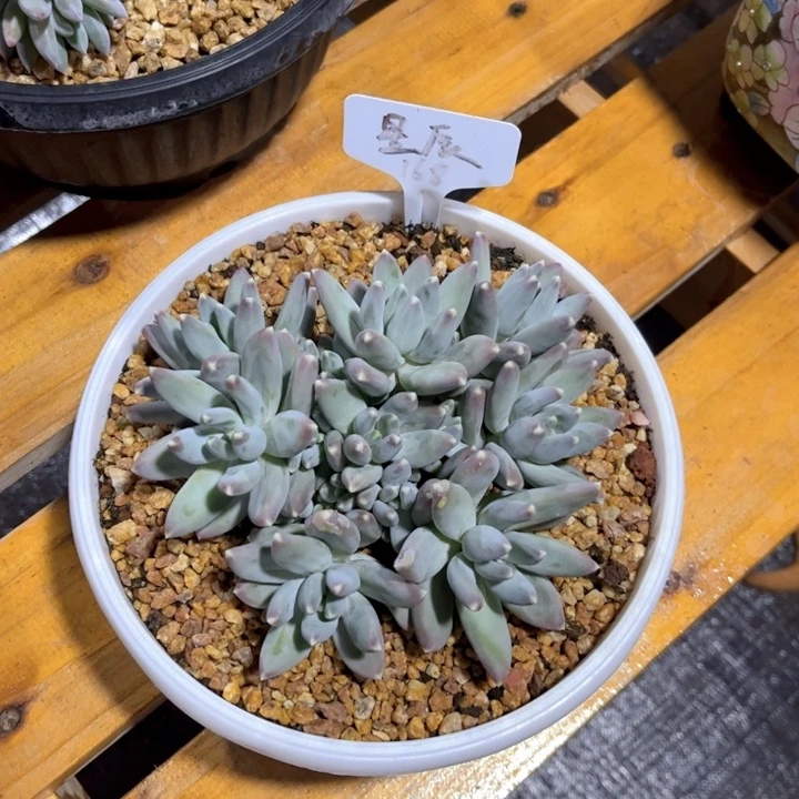 廖**辰美慕花坊，一物一拍