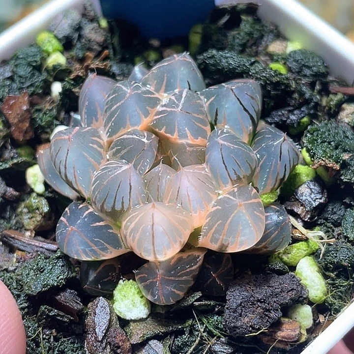 667糊斑霓虹灯锦特选福利