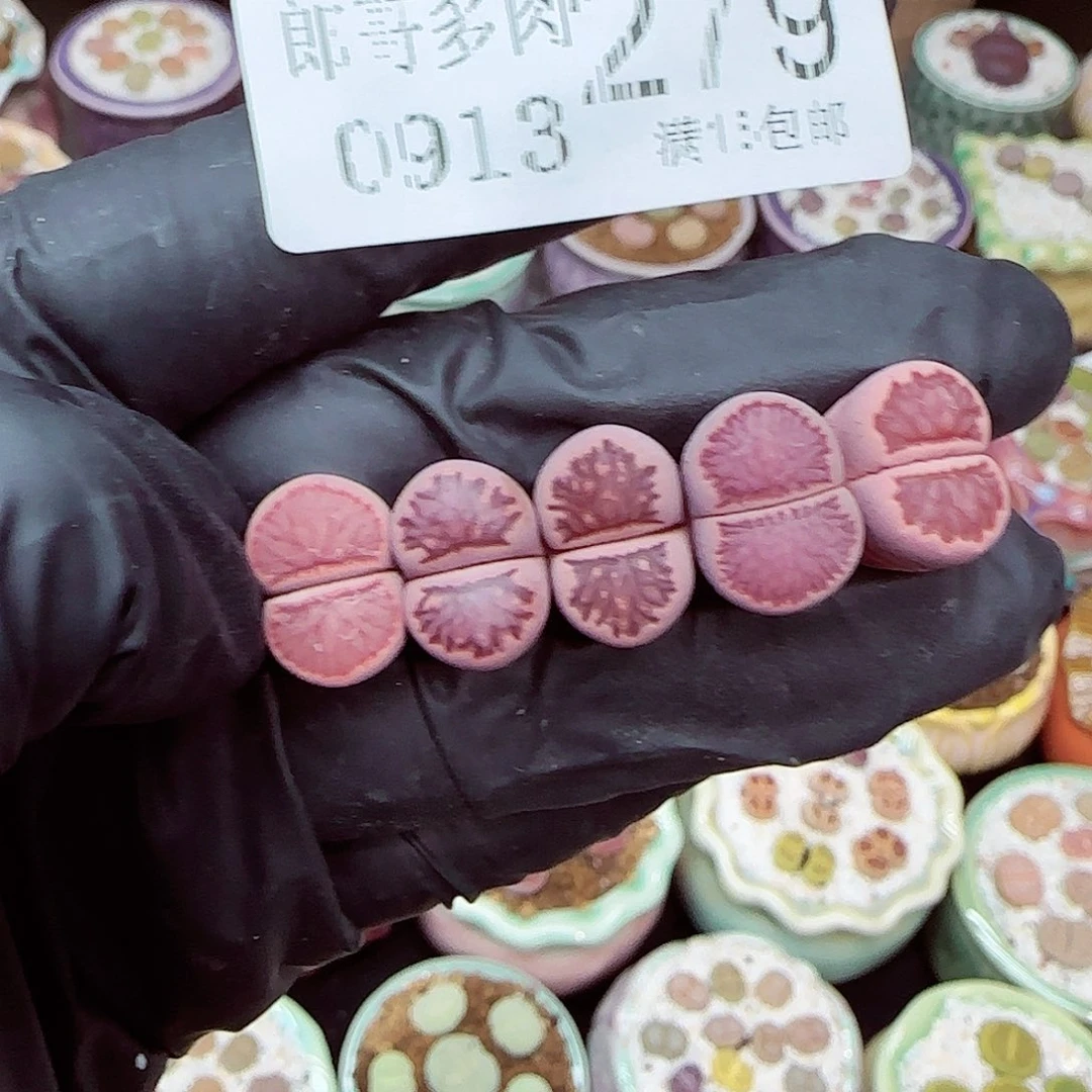 生石花18包邮0913-279