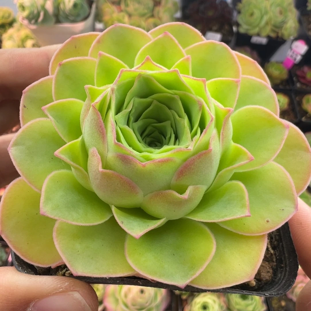 L53半城玫瑰福利