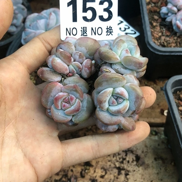 星影石榴籽福利出咯 153