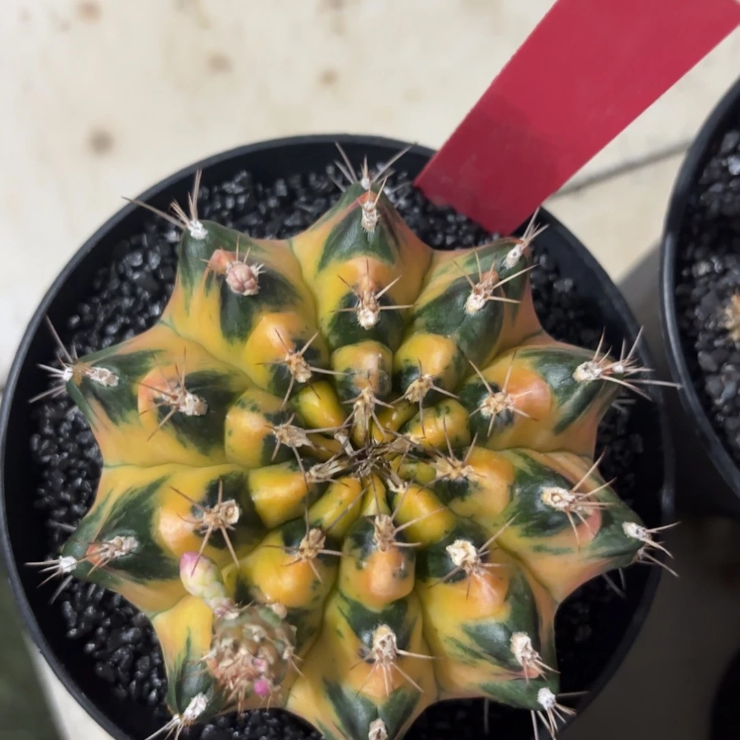 L566-1213泰国发货 波西米亚