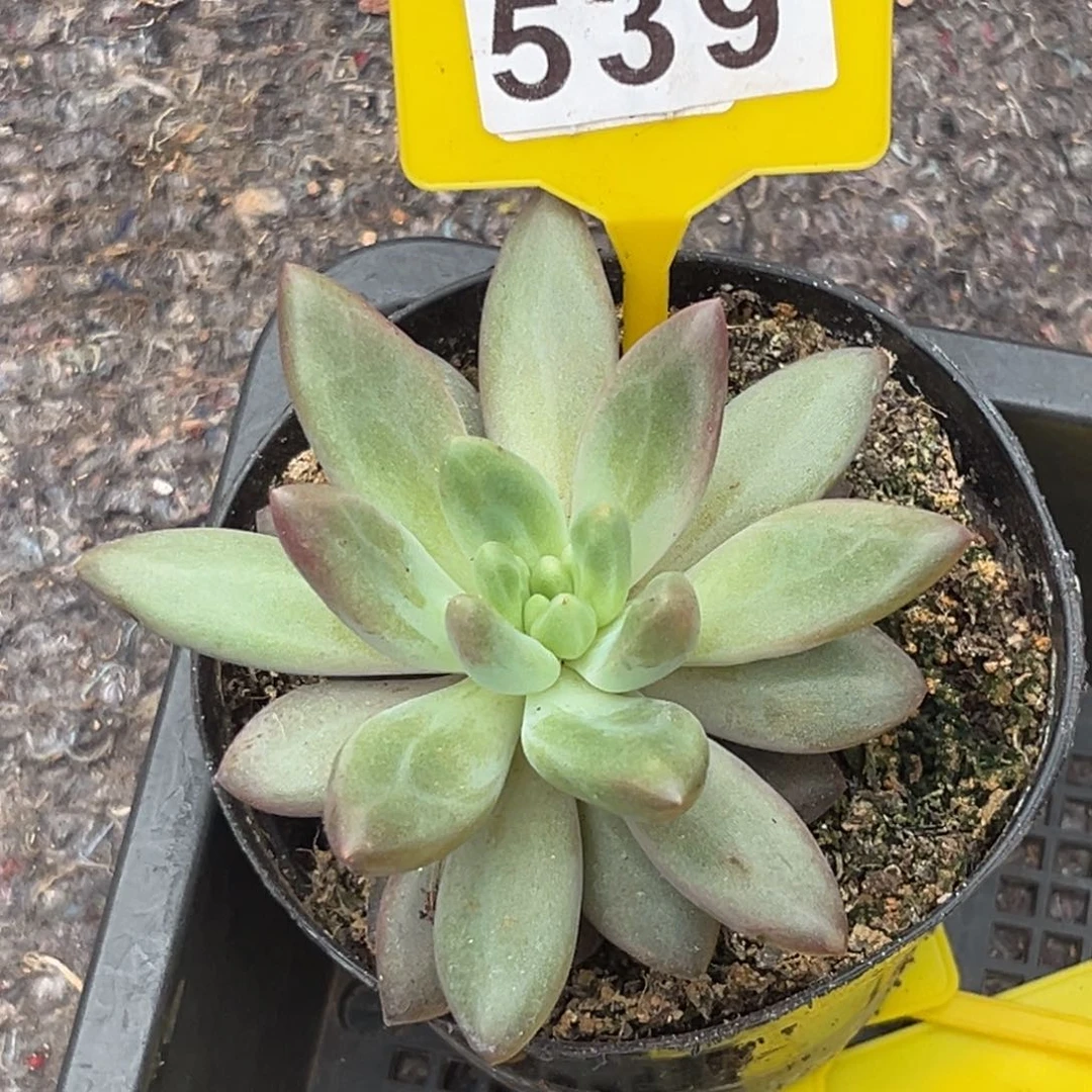 多肉植物水晶球539