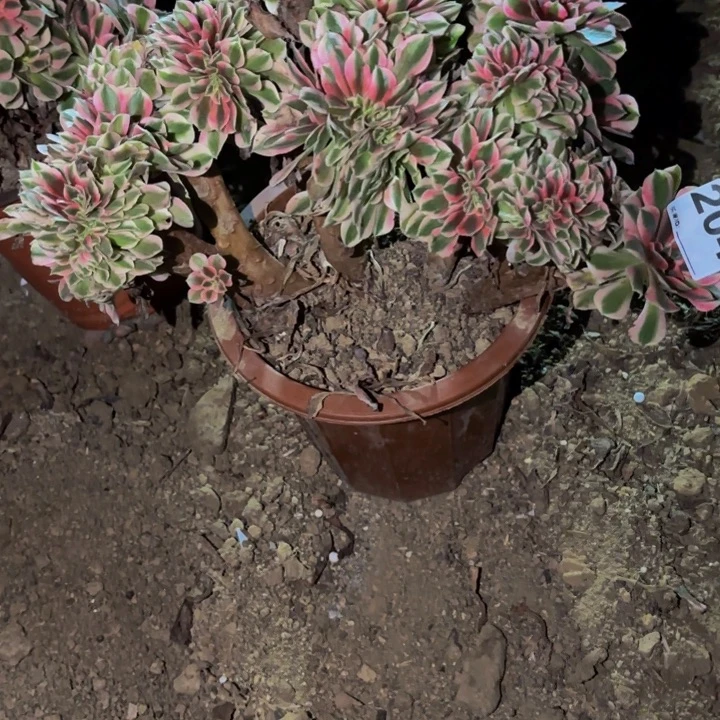 204妖月多肉植物不售后