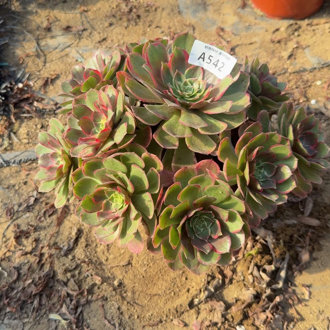 542粉花妖。多肉植物