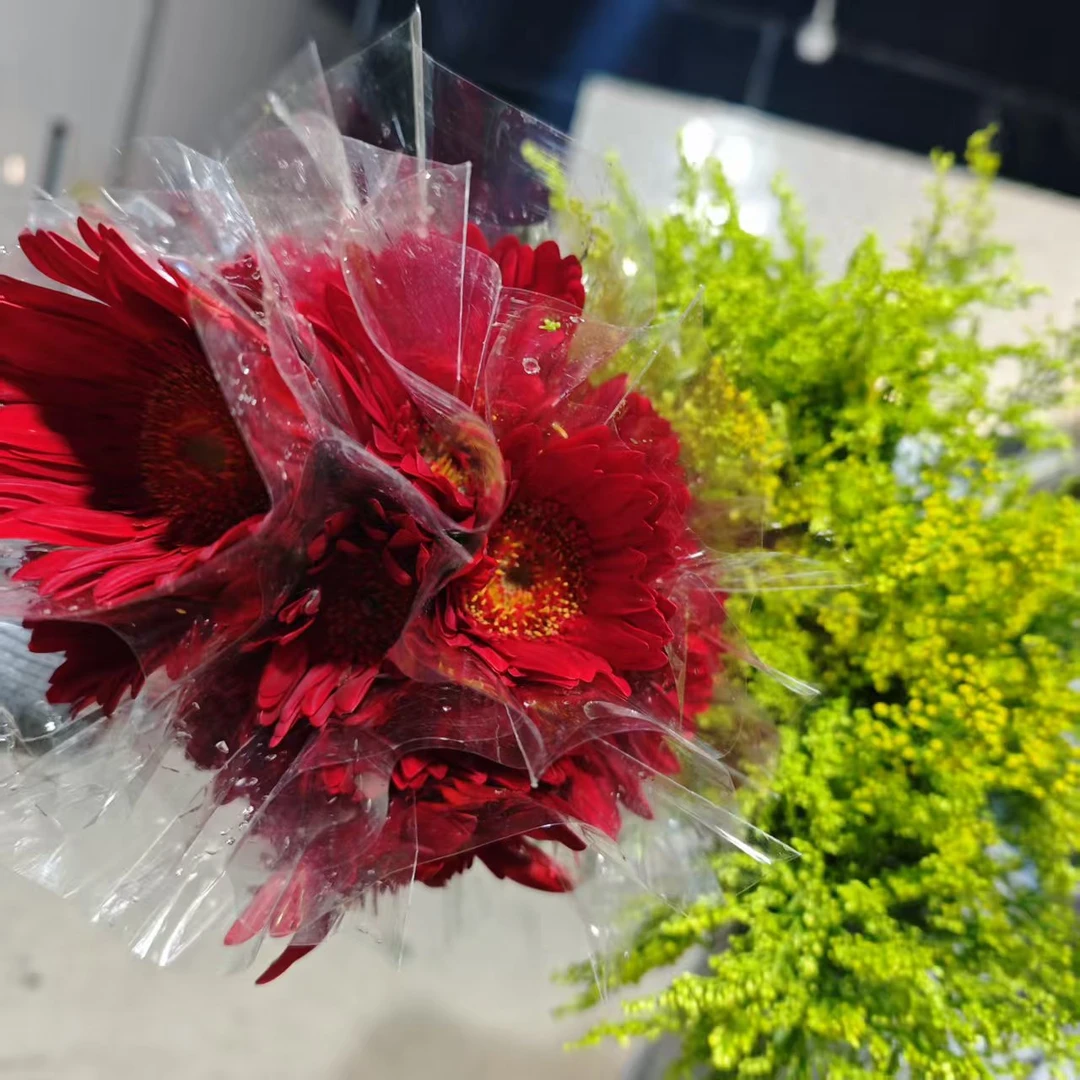 〔源野〕非洲菊 黄莺 花花不耐运输，望凑单升级快递保护花花