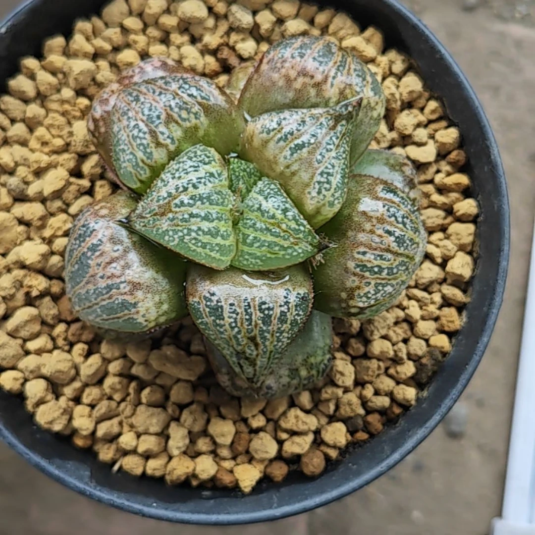 筋斗云一颗多肉植物
