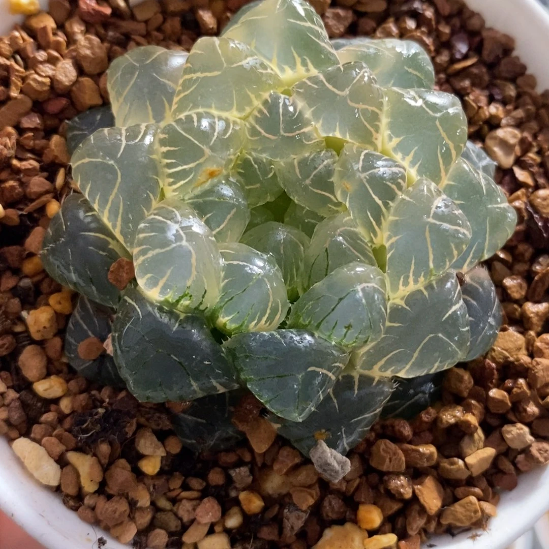 393湖斑湖水玉露锦