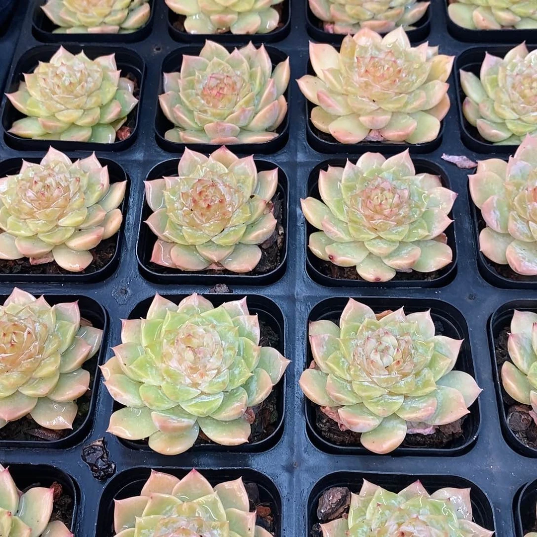 烽火流金，福利多多