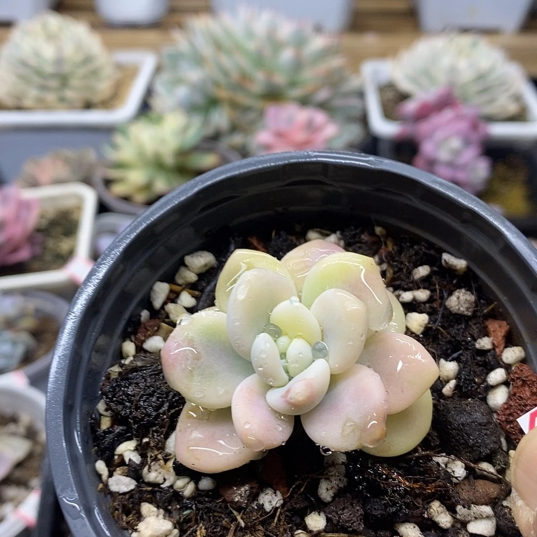 25122 优选洛神锦