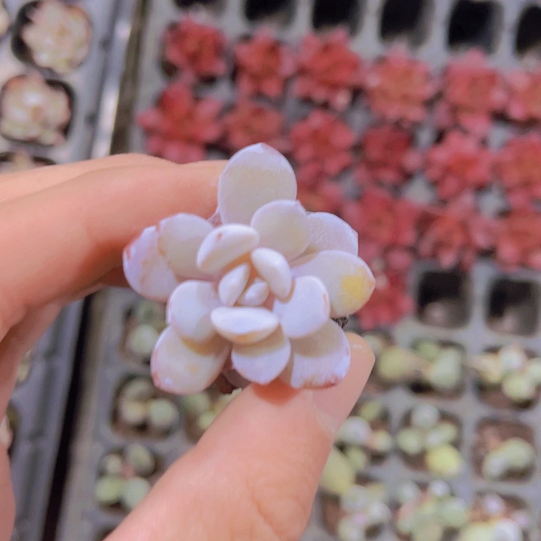 粉雪莲多肉满9.9包邮