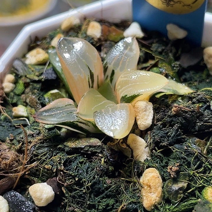 581花影锦特选福利
