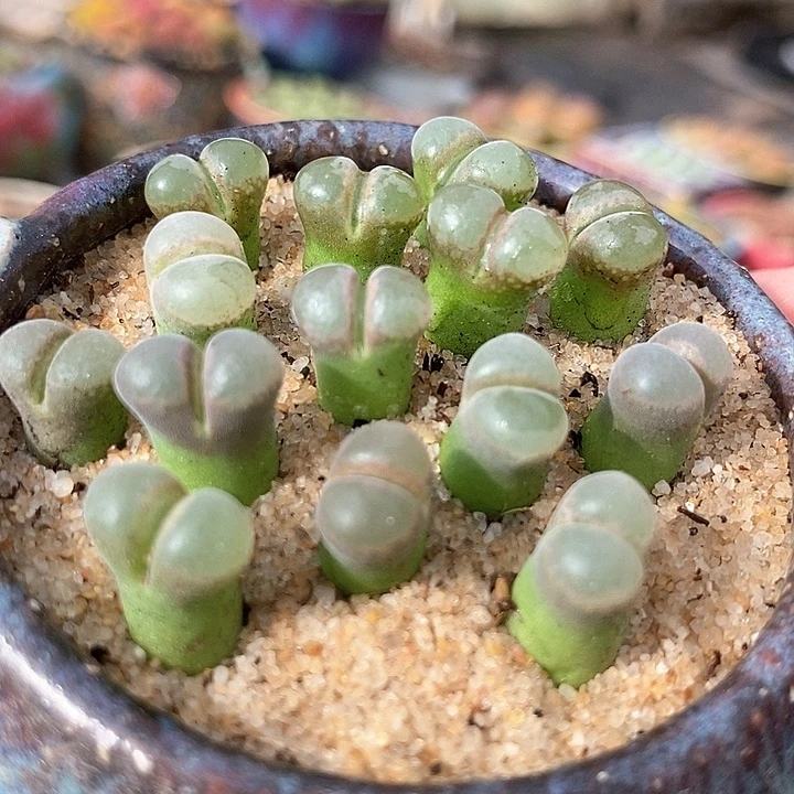 7504风铃b23一颗
