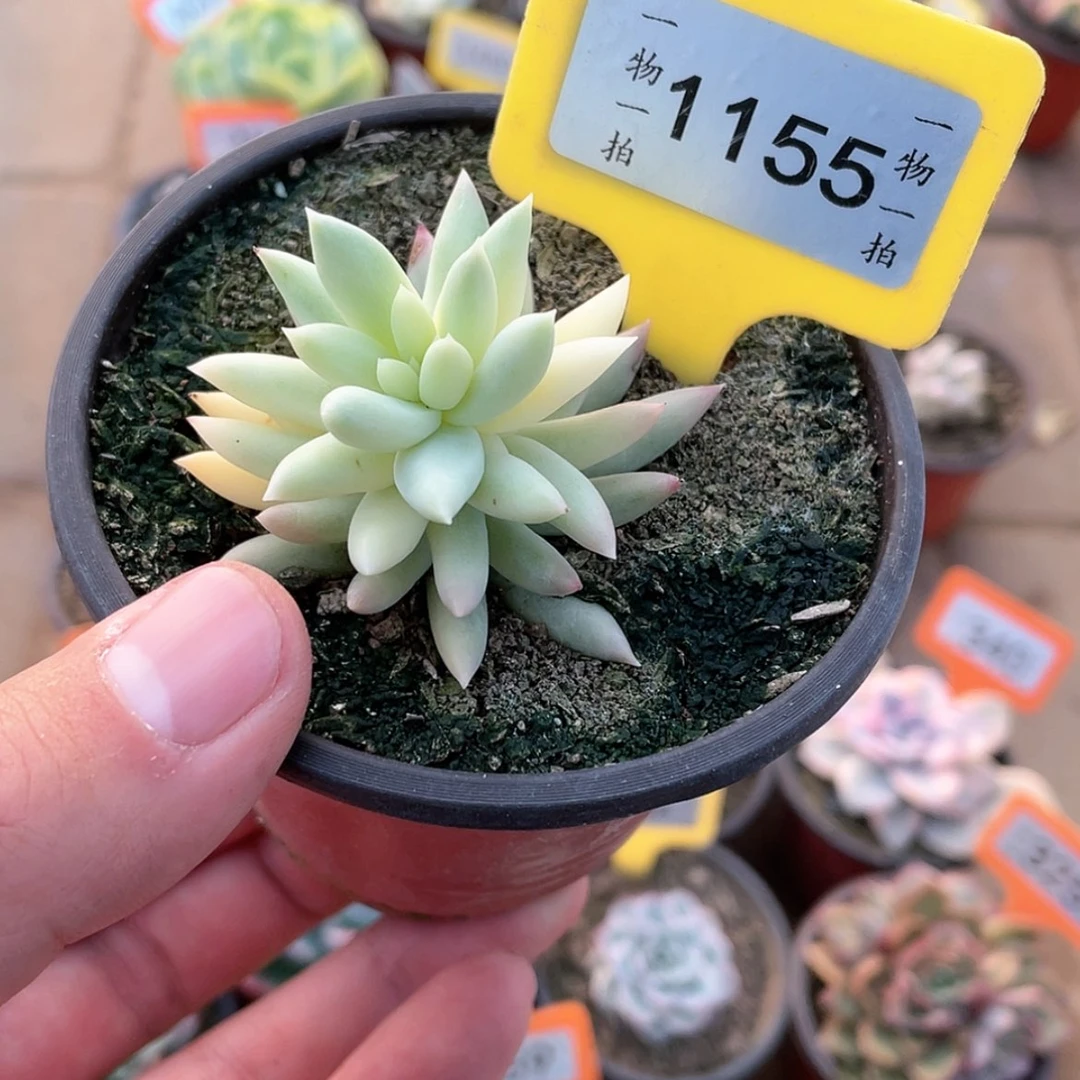 【闪购商品】1155号