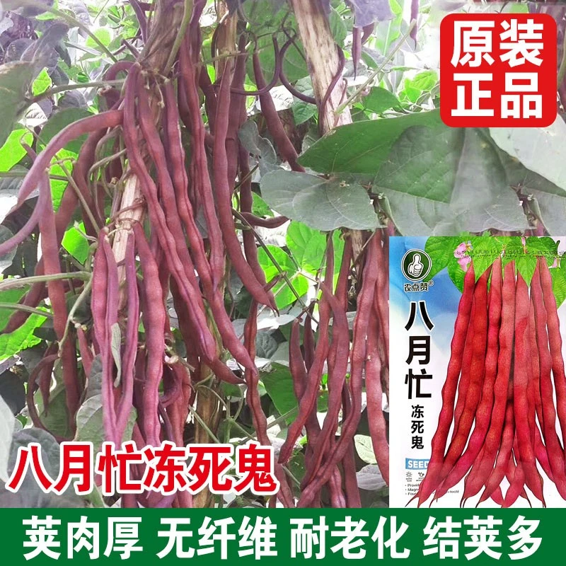 八月忙冻死鬼长豆角种籽大全秋缸豆种孑无筋紫红芸豆种子蔬菜籽种