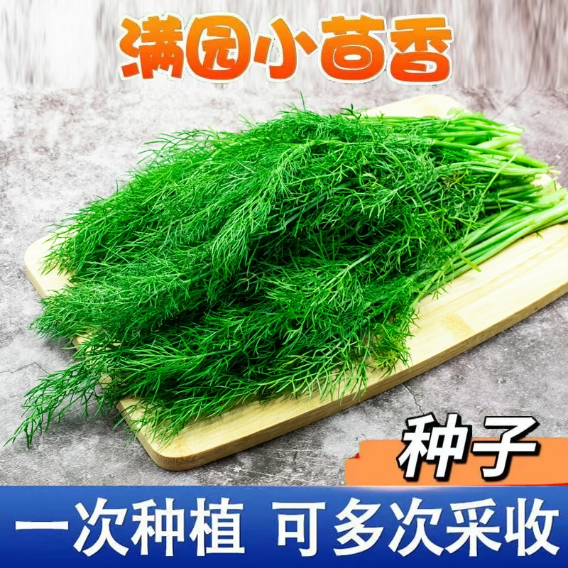 割茬小茴香种子四季南方阳台盆栽易种蔬菜种孑