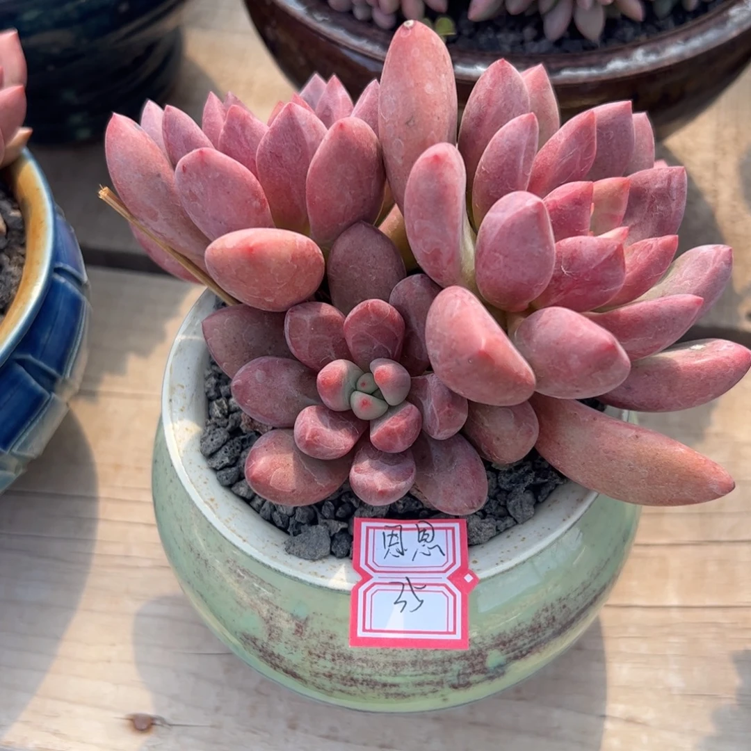 多肉植物多肉植物