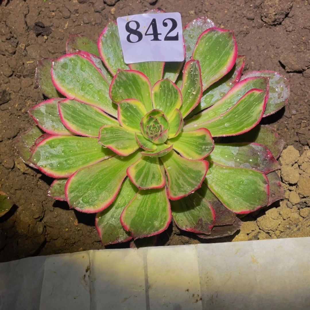 万圣节粉拉丝多肉植物842