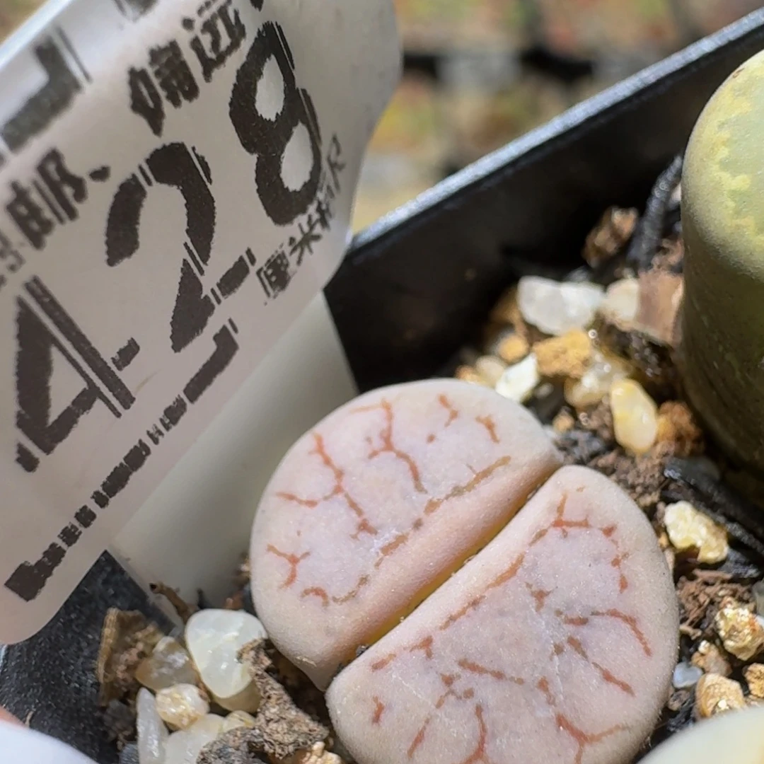 Ssss精品生石花428