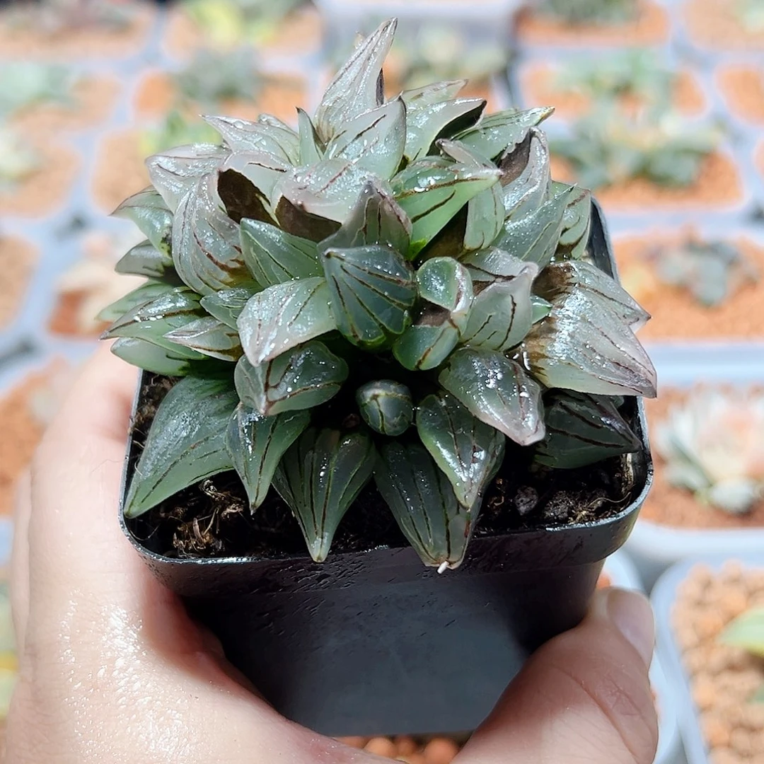 华*十二卷多肉西瓜寿