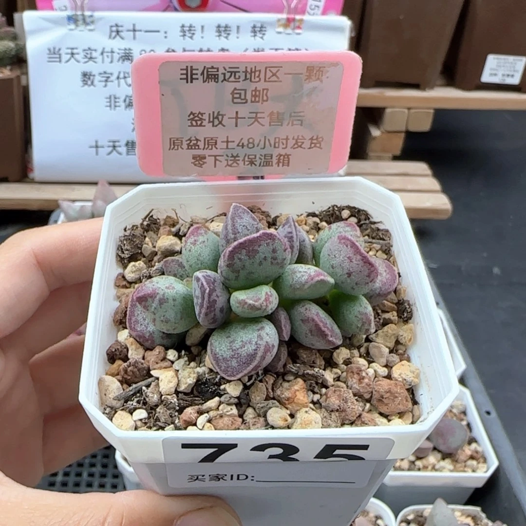 735艾薇多肉植物