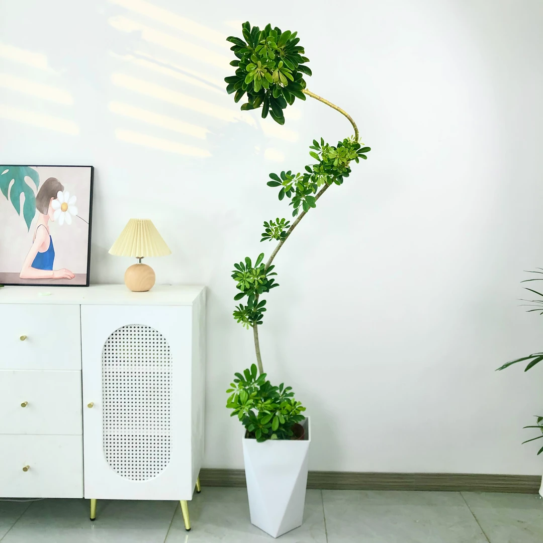 鸭脚木盆栽室内绿植客厅阳台落地大型乔迁新房植物八方来财