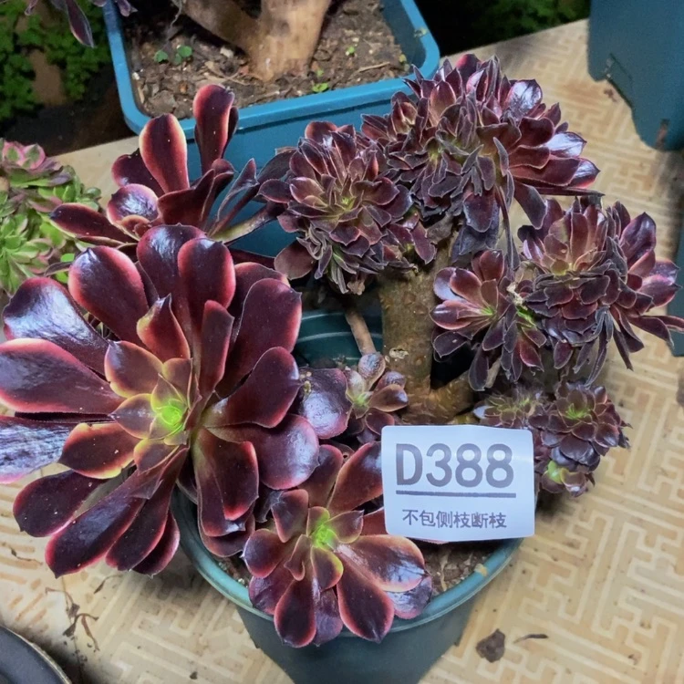 【闪购商品】388欧嘉莉多肉