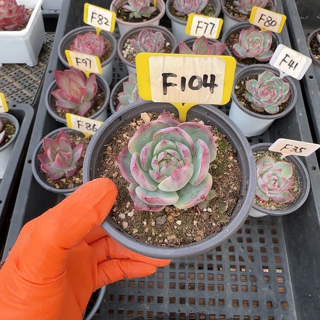 米*F104惊鸿单头多肉