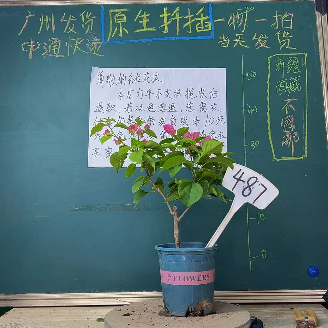 当前无花栽培后可以开花绿叶宫粉487