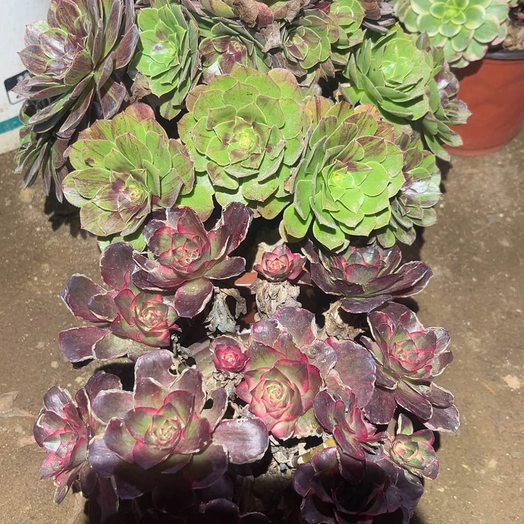 多肉法师套餐无售后719