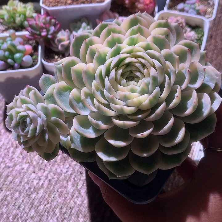叠叶圆叶昂斯诺有根