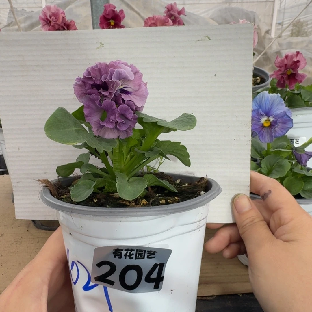 全部花朵204号角堇