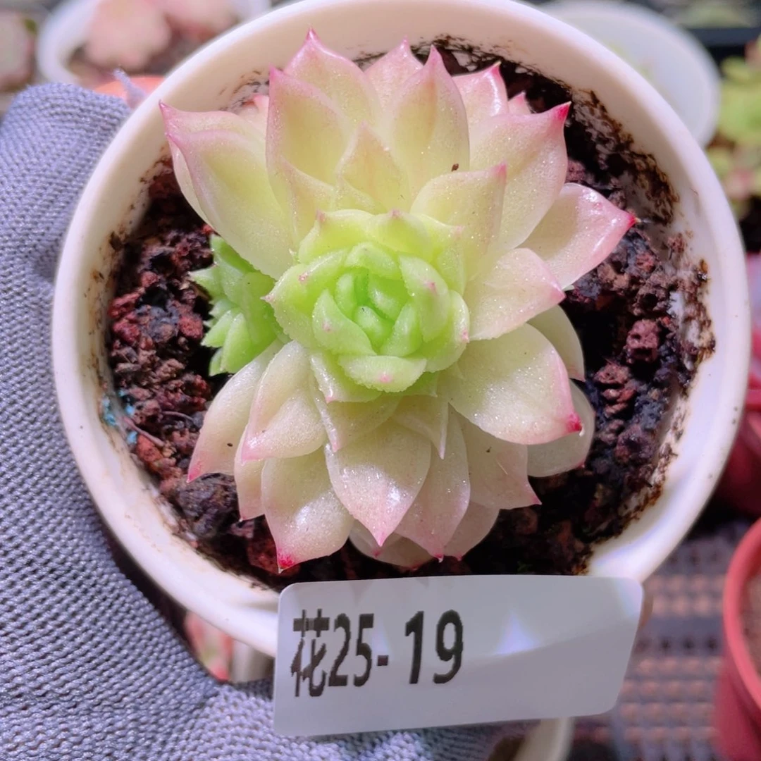 花利美25-19幻影