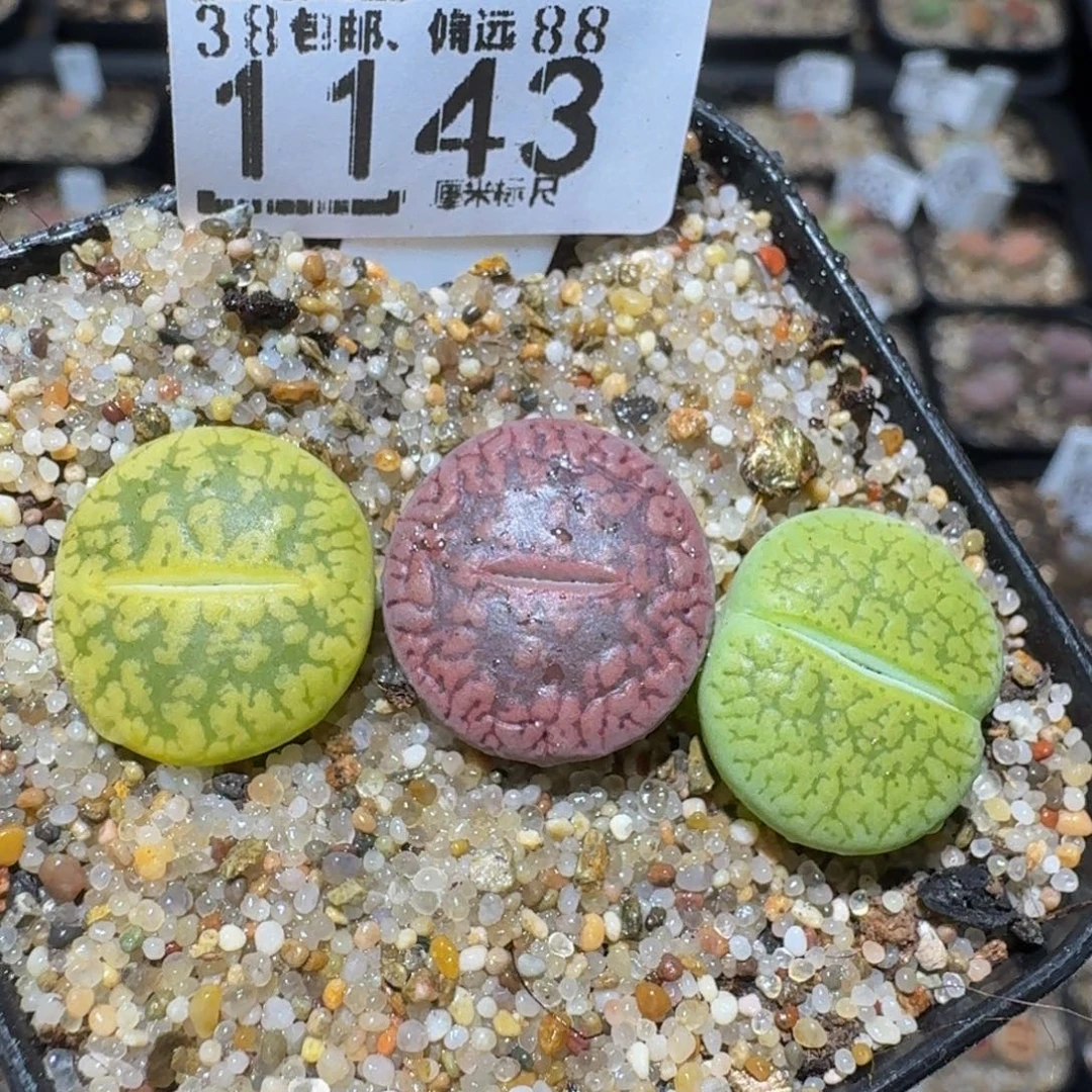 zzzz精品生石花1143