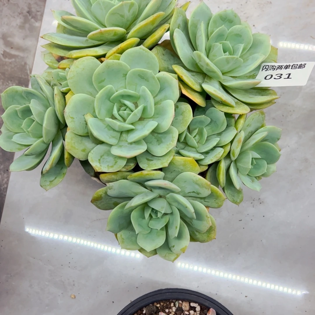 雅***雅多肉植物组合盆栽31