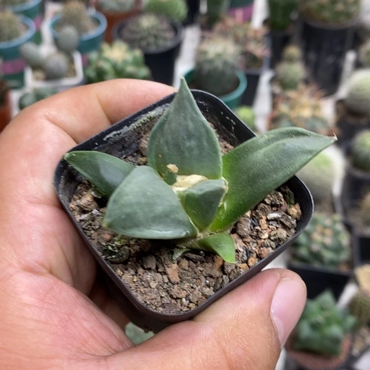 实生岩牡丹特价福利