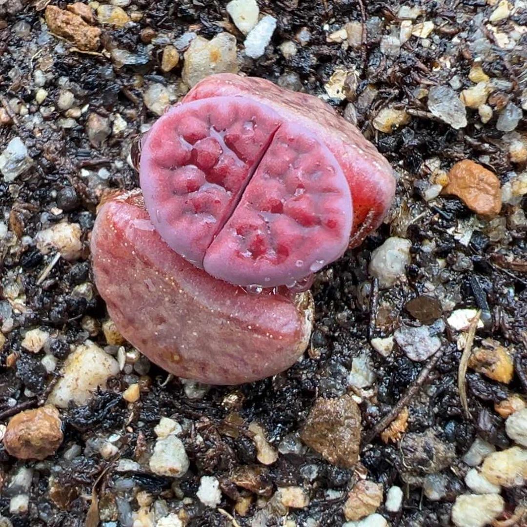 2.14好看的多肉501