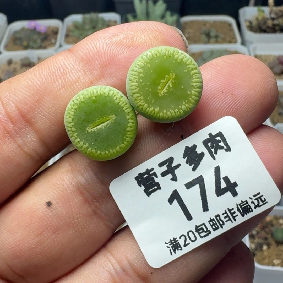 绿光阳两颗