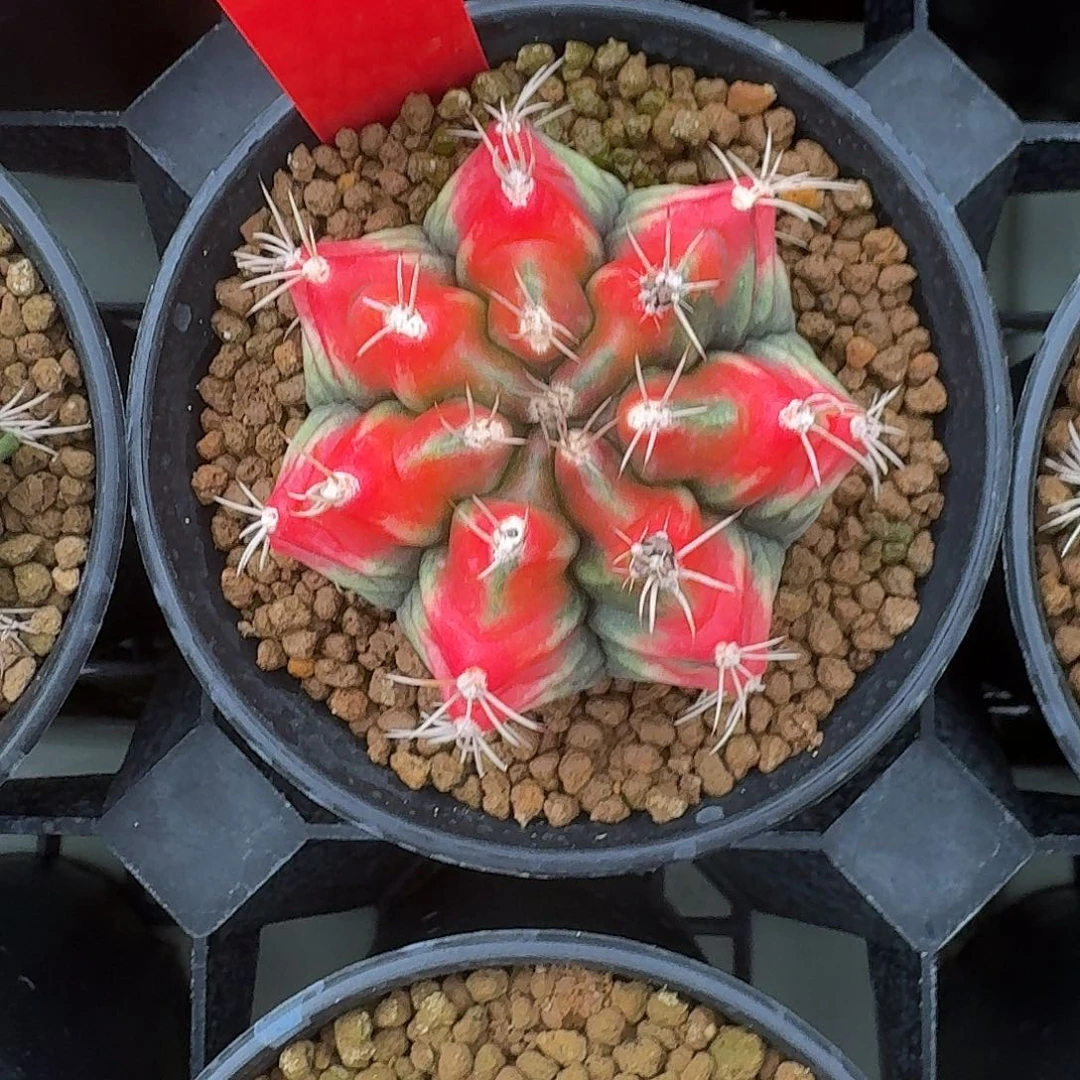 L509-1109广东发货 山姆