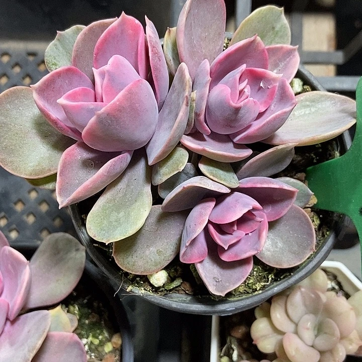 多肉植物彩虹锦2047