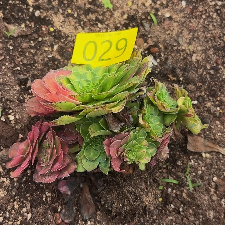 多肉植物福利活动029号