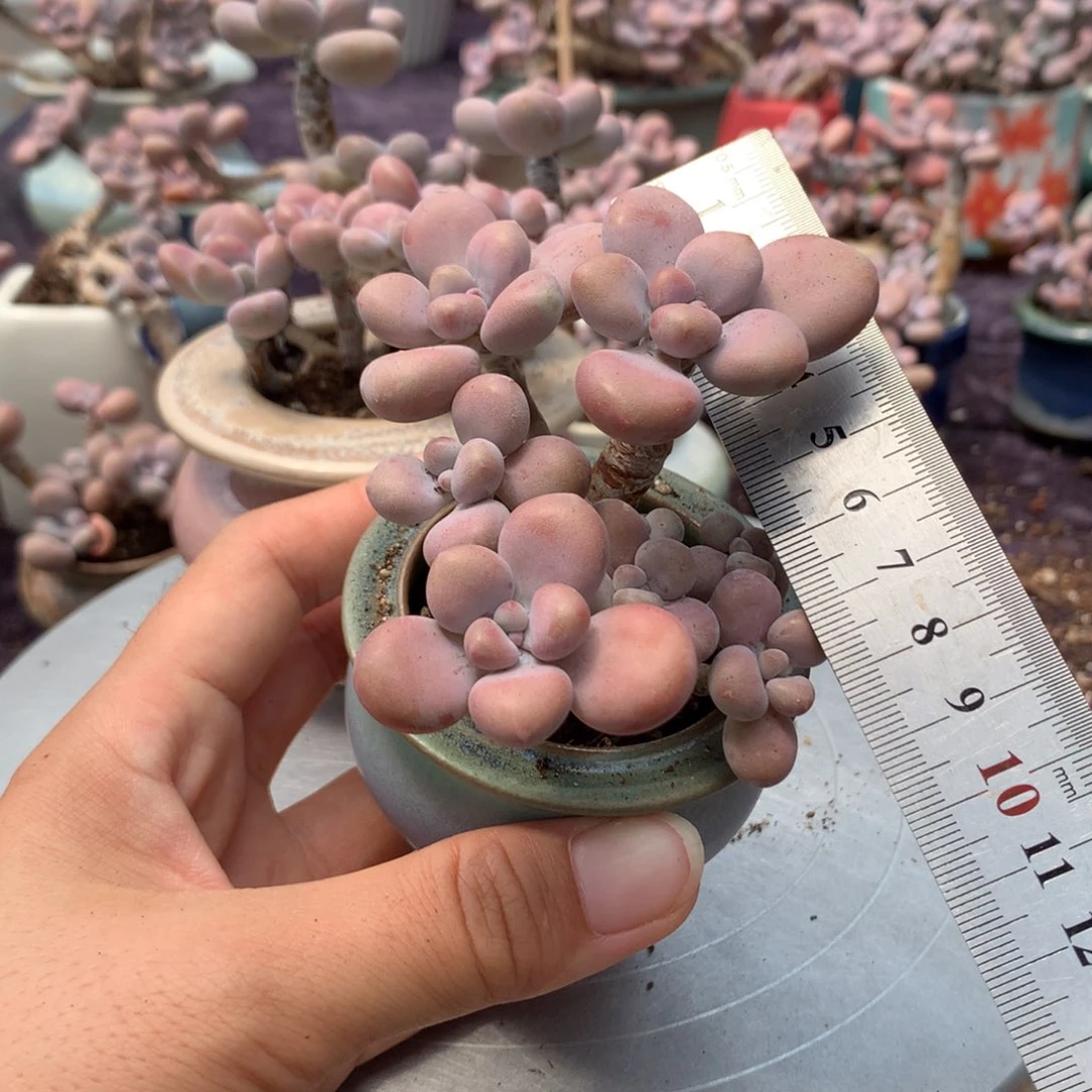 13号带盆偏远地区不包邮的