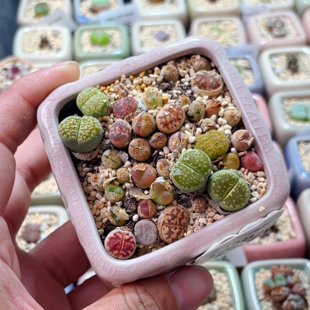 无花朵1038--一物一拍 带盆